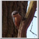 Sitta europaea - Kleiber 04.jpg